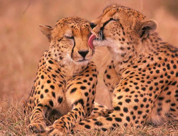 cheetah