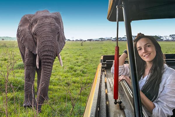 Elephant Serengeti